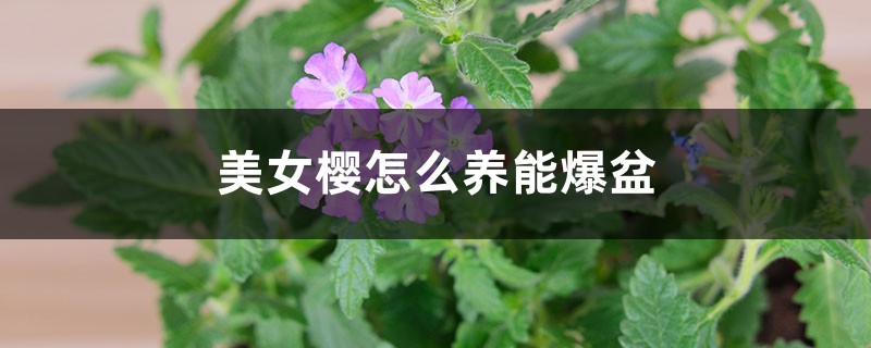 美女樱怎么养能爆盆 美女樱怎么养能爆盆