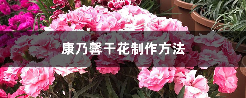 康乃馨干花制作方法 康乃馨干花制作方法