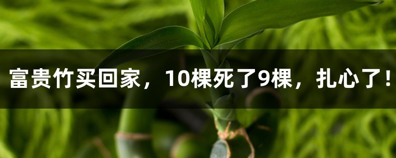 富贵竹买回家,10棵死了9棵,扎心了! 富贵竹买回家,10棵死了9棵,扎心了!