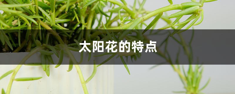 太阳花的特点 太阳花的特点