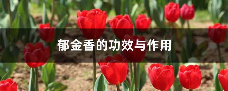 郁金香的功效与作用 郁金香的功效与作用