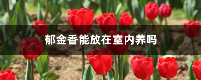 郁金香可以在室内养吗 郁金香可以在室内养吗