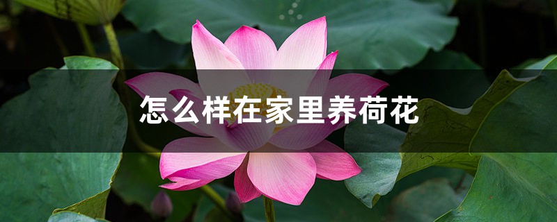 怎么样在家里养荷花 怎么样在家里养荷花