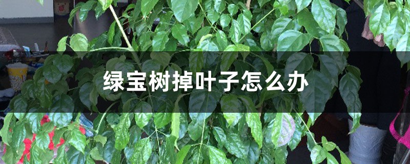 绿宝树掉叶子怎么办 绿宝树掉叶子怎么办