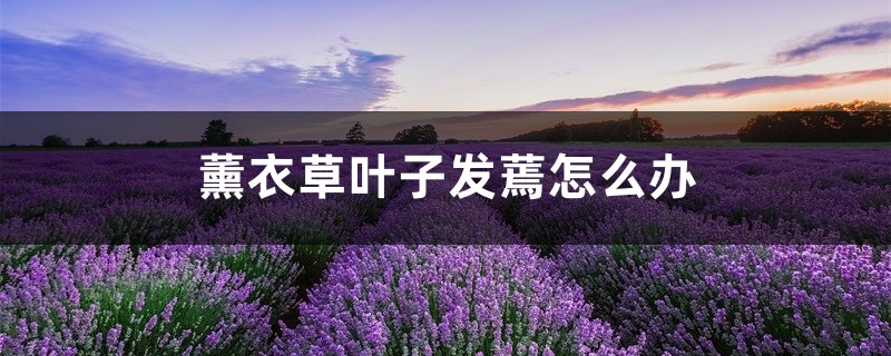 薰衣草叶子发蔫怎么办 薰衣草叶子发蔫怎么办