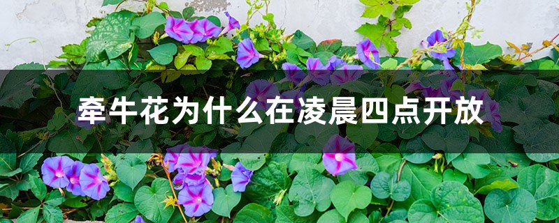 牵牛花为什么在凌晨四点开放 牵牛花为什么在凌晨四点开放
