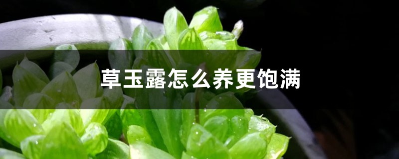 草玉露怎么养更饱满 草玉露怎么养更饱满