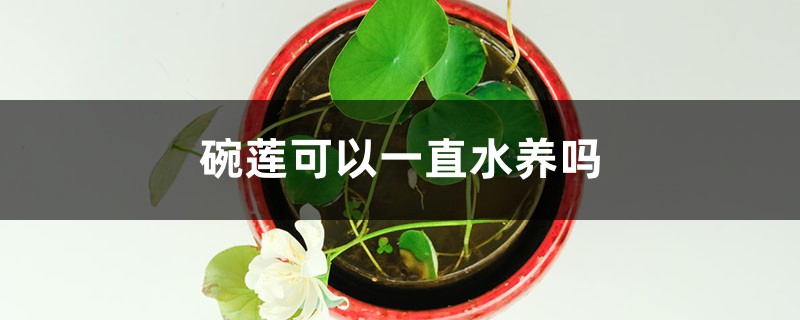 碗莲可以一直水养吗 碗莲可以一直水养吗