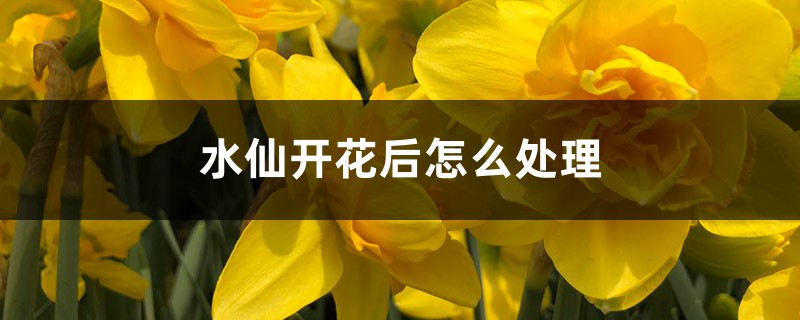 水仙开花后怎么处理 水仙开花后怎么处理