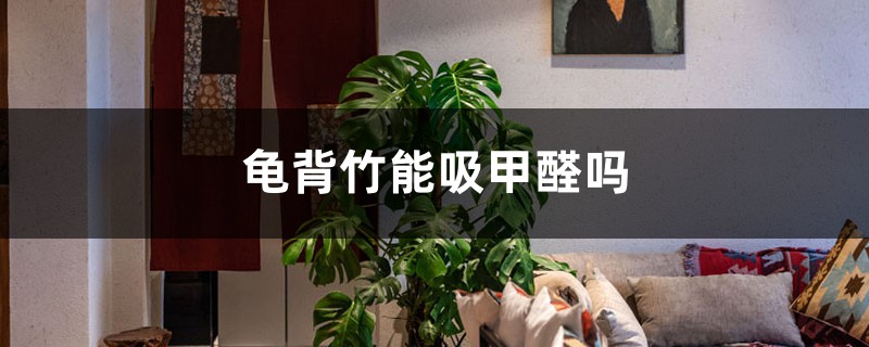 龟背竹能吸甲醛吗 龟背竹能吸甲醛吗