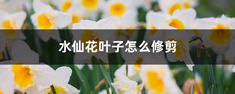 水仙花叶子怎么修剪 水仙花叶子怎么修剪