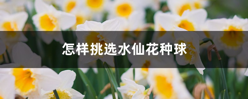 怎样挑选水仙花种球 怎样挑选水仙花种球