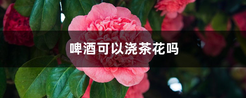 啤酒可以浇茶花吗 啤酒可以浇茶花吗