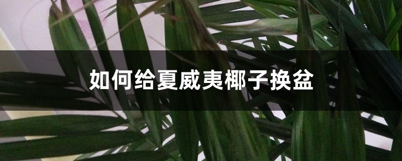 如何给夏威夷椰子换盆 如何给夏威夷椰子换盆