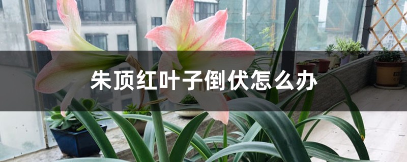 朱顶红叶子倒伏怎么办 朱顶红叶子倒伏怎么办