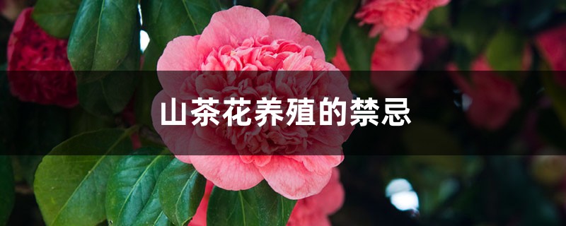 山茶花养殖的禁忌 山茶花养殖的禁忌