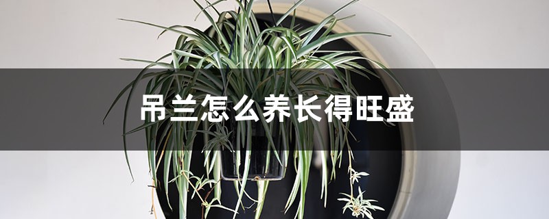 吊兰怎么养长得旺盛 吊兰怎么养长得旺盛