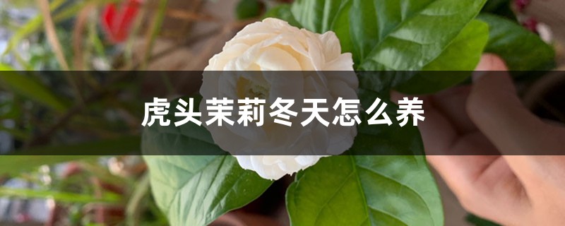 虎头茉莉冬天怎么养 虎头茉莉冬天怎么养