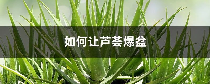 如何让芦荟爆盆 如何让芦荟爆盆