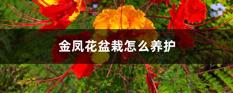 金凤花盆栽怎么养护 金凤花盆栽怎么养护