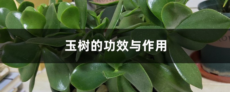 玉树的功效与作用 玉树的功效与作用