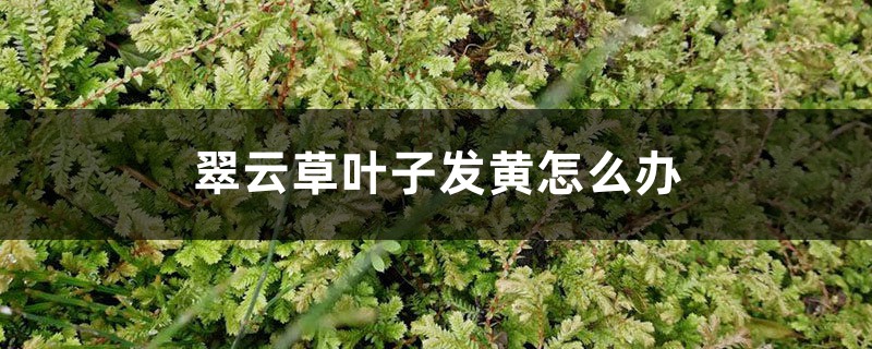 翠云草叶子发黄怎么办 翠云草叶子发黄怎么办