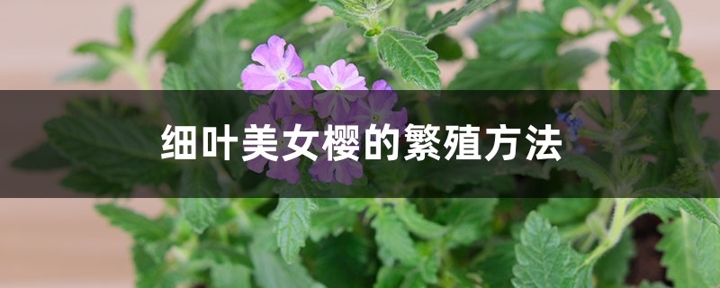 细叶美女樱的繁殖方法 细叶美女樱的繁殖方法