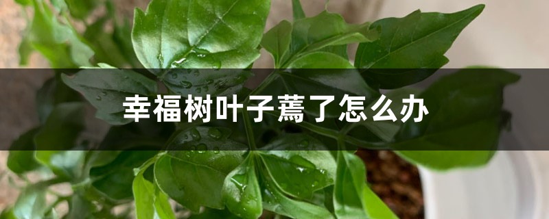幸福树叶子蔫了怎么办 幸福树叶子蔫了怎么办