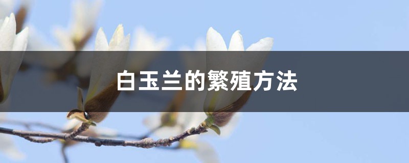 白玉兰的繁殖方法 白玉兰的繁殖方法