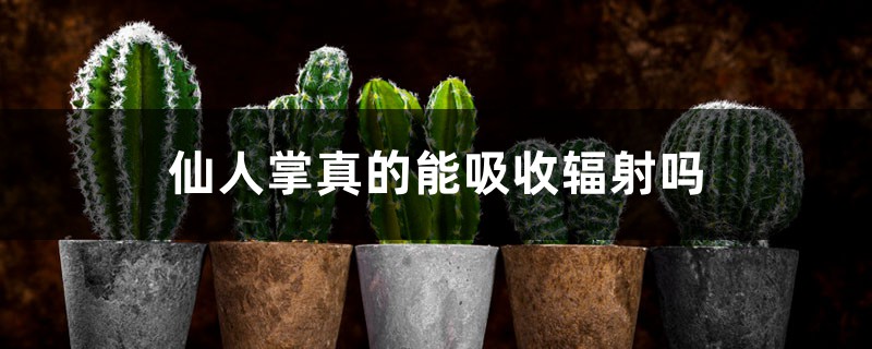 仙人掌真的能吸收辐射吗 仙人掌真的能吸收辐射吗