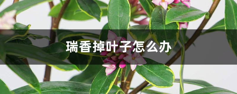 瑞香掉叶子怎么办 瑞香掉叶子怎么办