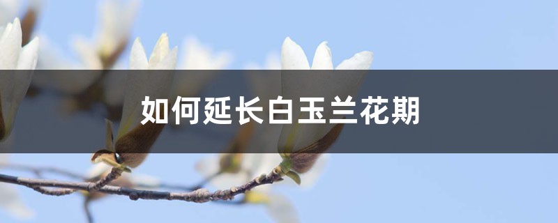 如何延长白玉兰花期 如何延长白玉兰花期