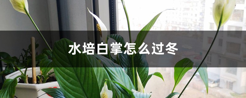水培白掌怎么过冬 水培白掌怎么过冬