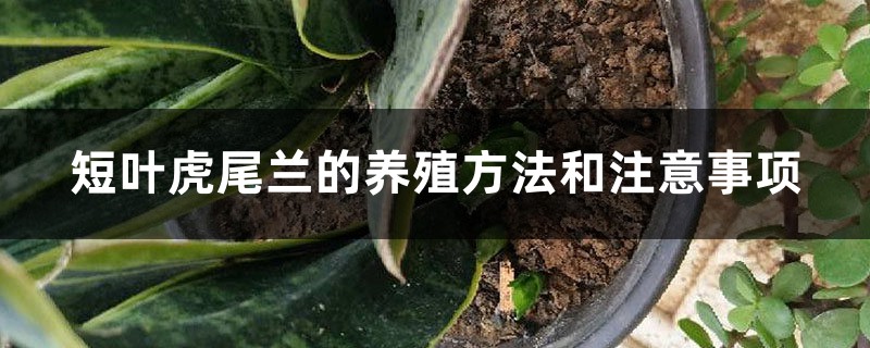 短叶虎尾兰的养殖方法和注意事项 短叶虎尾兰的养殖方法和注意事项
