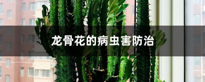 龙骨花的病虫害防治 龙骨花的病虫害防治