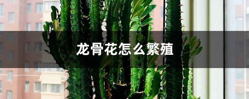 龙骨花怎么繁殖 龙骨花怎么繁殖