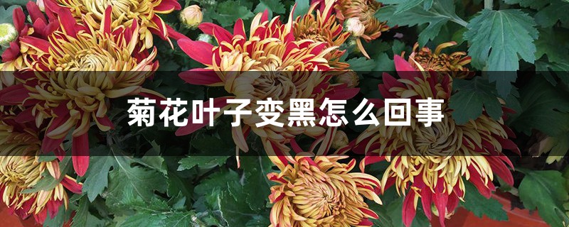 菊花叶子变黑怎么回事 菊花叶子变黑怎么回事