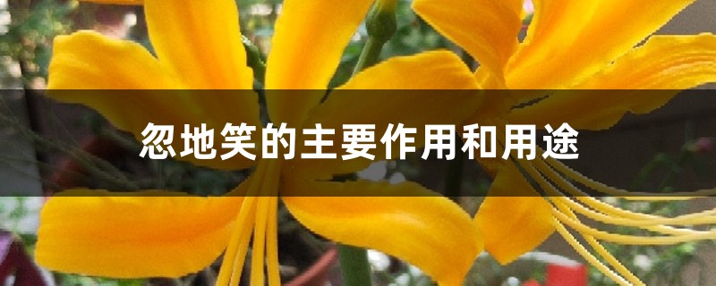 忽地笑的主要作用和用途 忽地笑的主要作用和用途