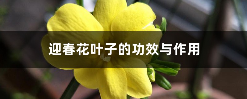 迎春花叶子的功效与作用 迎春花叶子的功效与作用