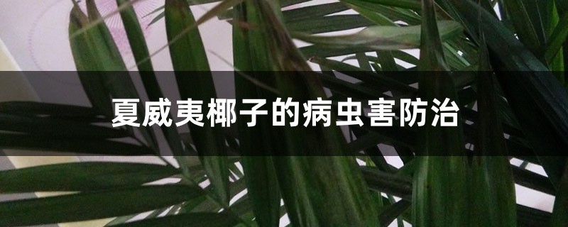 夏威夷椰子的病虫害防治 夏威夷椰子的病虫害防治