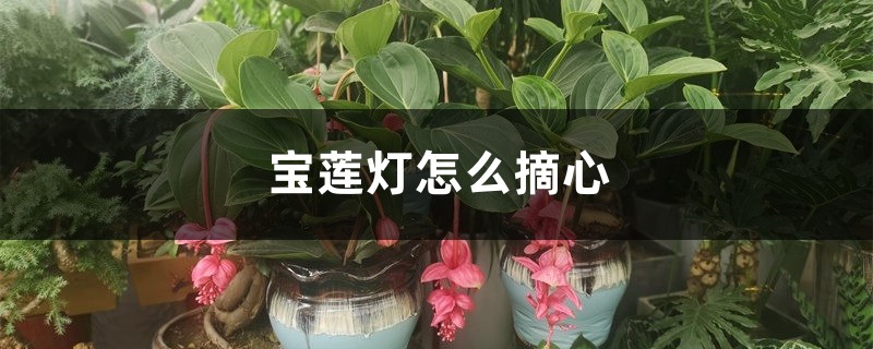 宝莲灯怎么摘心 宝莲灯怎么摘心