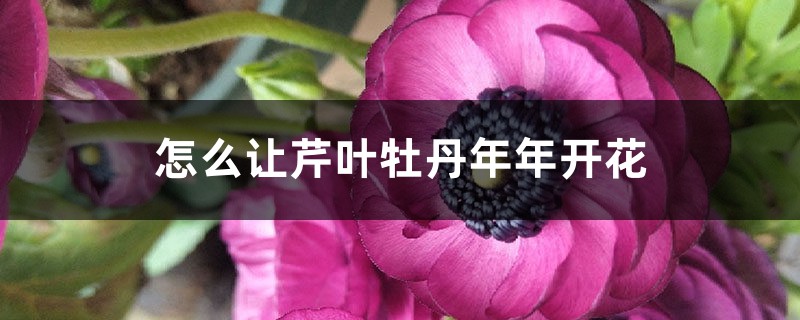 怎么让芹叶牡丹年年开花 怎么让芹叶牡丹年年开花