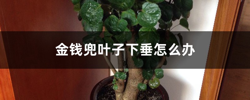 金钱兜叶子下垂怎么办 金钱兜叶子下垂怎么办