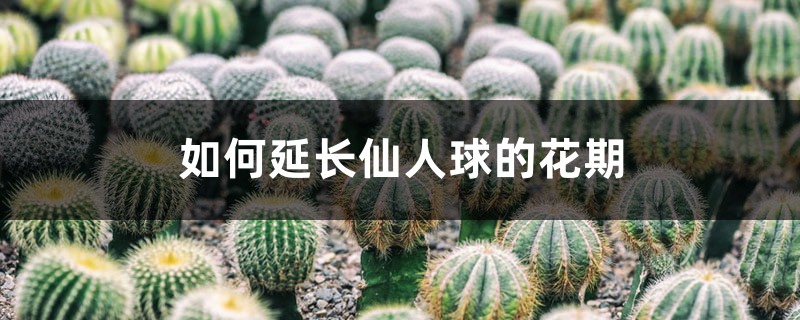 如何延长仙人球的花期 如何延长仙人球的花期