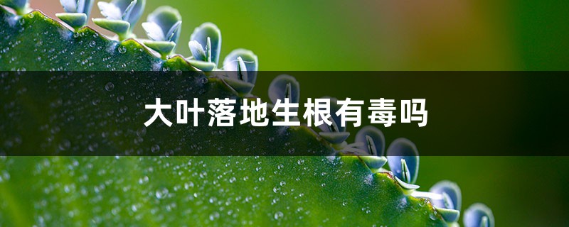 大叶落地生根有毒吗 大叶落地生根有毒吗