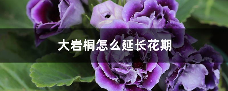 大岩桐怎么延长花期 大岩桐怎么延长花期
