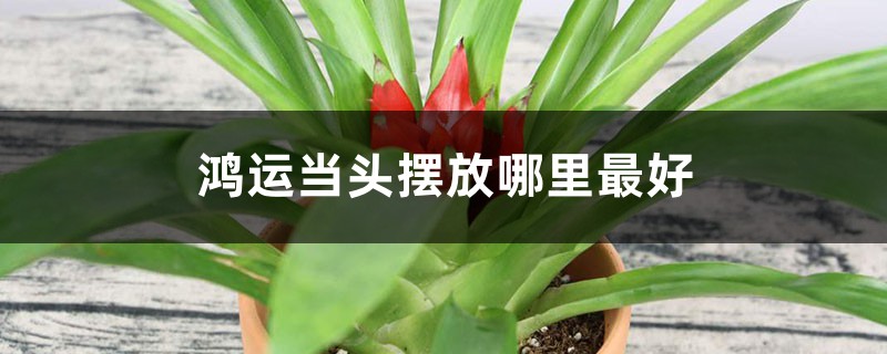 鸿运当头摆放哪里最好 鸿运当头摆放哪里最好