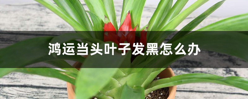 鸿运当头叶子发黑怎么办 鸿运当头叶子发黑怎么办