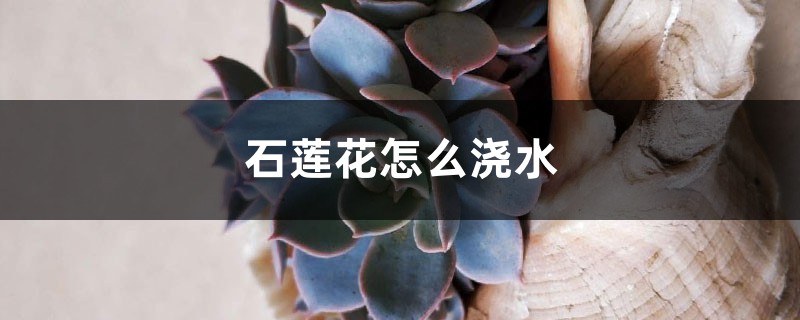 石莲花怎么浇水 石莲花怎么浇水