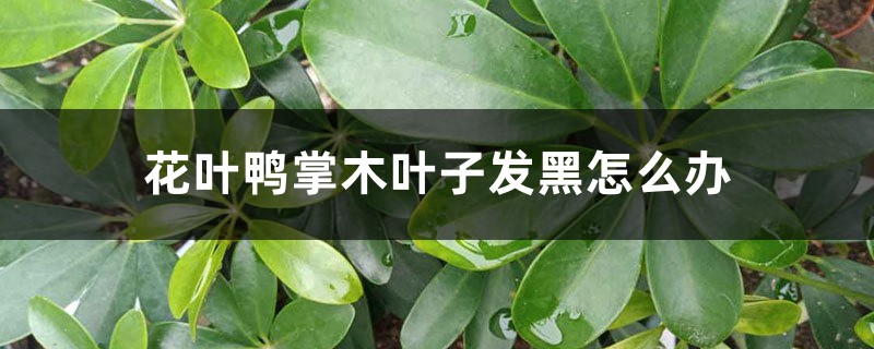 花叶鸭掌木叶子发黑怎么办 花叶鸭掌木叶子发黑怎么办